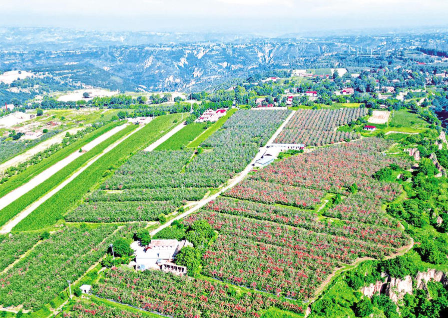 智慧果園綜合監測系統